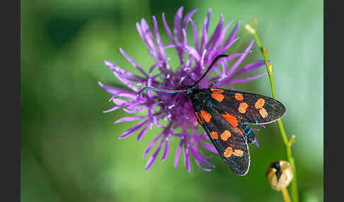 Gemeines Blutströpfchen (Zygaena filipendulae)