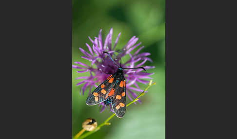 Gemeines Blutströpfchen (Zygaena filipendulae)