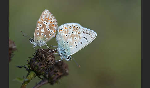 Silberbläuling (Polyommatus coridon)