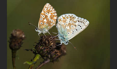 Silberbläuling (Polyommatus coridon)