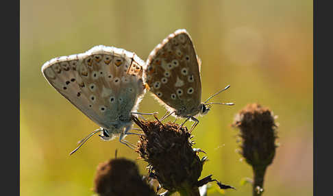 Silberbläuling (Polyommatus coridon)