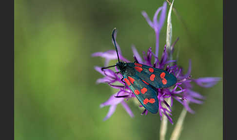 Gemeines Blutströpfchen (Zygaena filipendulae)