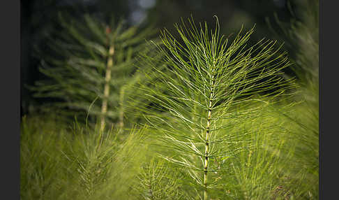 Riesen-Schachtelhalm (Equisetum telmateia)