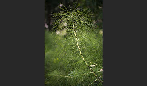 Riesen-Schachtelhalm (Equisetum telmateia)