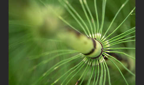 Riesen-Schachtelhalm (Equisetum telmateia)