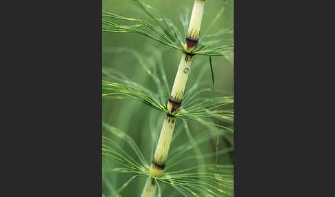 Riesen-Schachtelhalm (Equisetum telmateia)