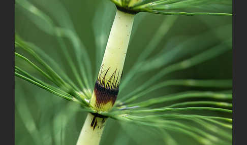 Riesen-Schachtelhalm (Equisetum telmateia)