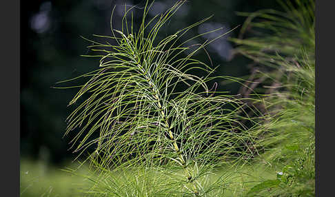 Riesen-Schachtelhalm (Equisetum telmateia)