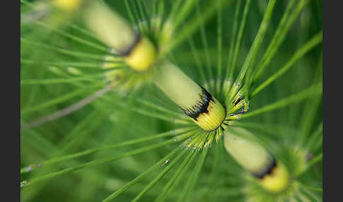 Riesen-Schachtelhalm (Equisetum telmateia)