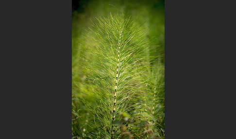 Riesen-Schachtelhalm (Equisetum telmateia)