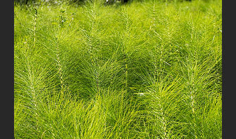 Riesen-Schachtelhalm (Equisetum telmateia)