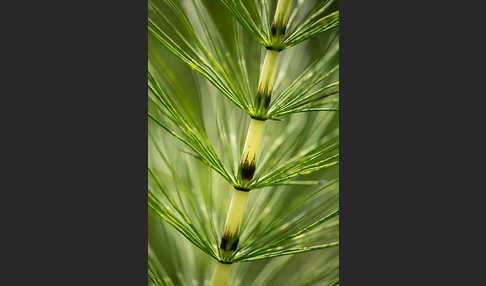 Riesen-Schachtelhalm (Equisetum telmateia)