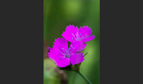 Karthäuser-Nelke (Dianthus carthusianorum)