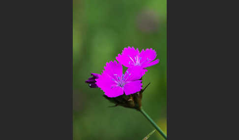 Karthäuser-Nelke (Dianthus carthusianorum)