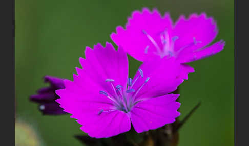 Karthäuser-Nelke (Dianthus carthusianorum)