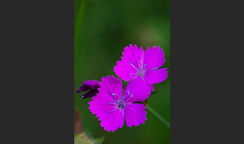 Karthäuser-Nelke (Dianthus carthusianorum)