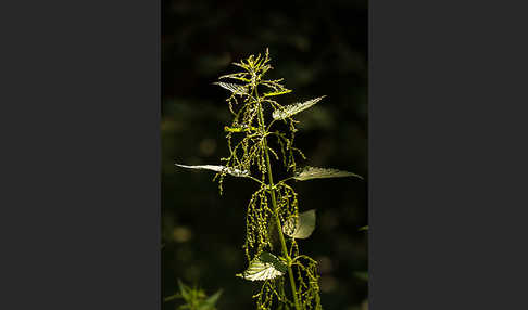 Brennnessel (Urtica spec.)