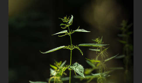 Brennnessel (Urtica spec.)