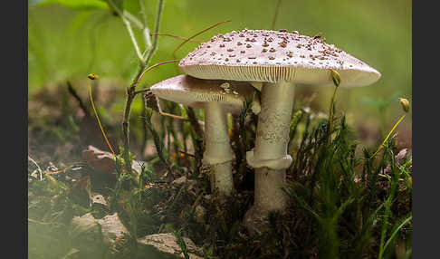 Grauer Wulstling (Amanita spissa)