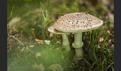 Grauer Wulstling (Amanita spissa)