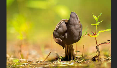 Gruben-Lorchel (Helvella lacunosa)