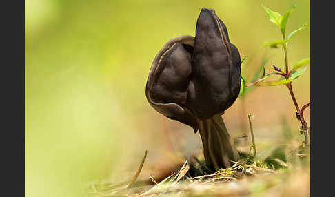 Gruben-Lorchel (Helvella lacunosa)