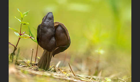 Gruben-Lorchel (Helvella lacunosa)