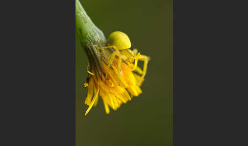 Veränderliche Krabbenspinne (Misumena vatia)