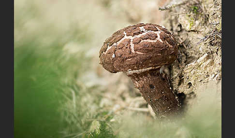 Strubbelkopf (Strobilomyces strobilaceus)