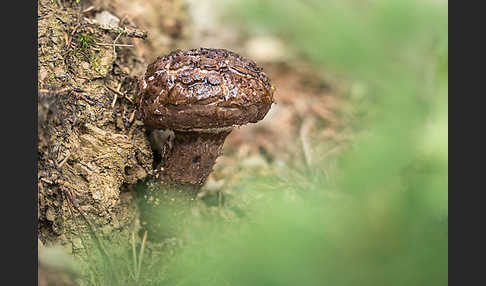 Strubbelkopf (Strobilomyces strobilaceus)