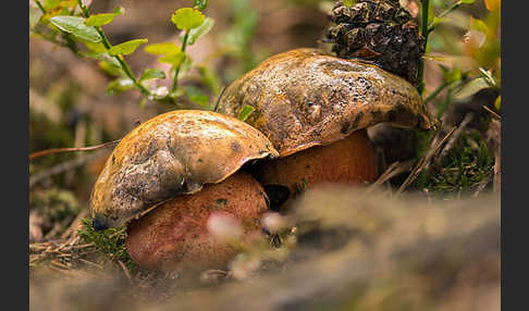 Flockenstielige Hexenröhrling (Boletus erythropus)