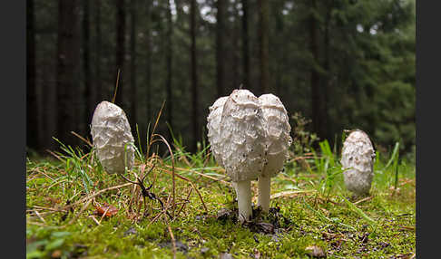 Schopftintling (Coprinus comatus)