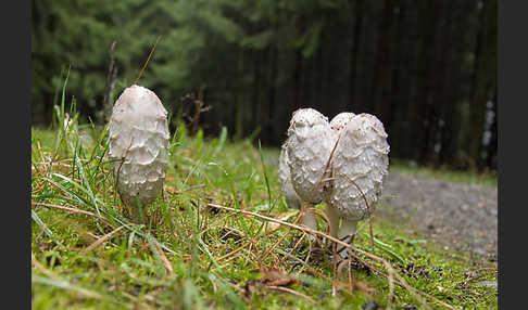 Schopftintling (Coprinus comatus)