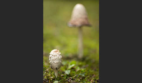 Schopftintling (Coprinus comatus)