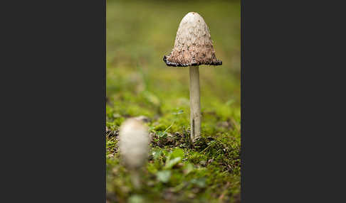 Schopftintling (Coprinus comatus)