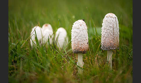 Schopftintling (Coprinus comatus)