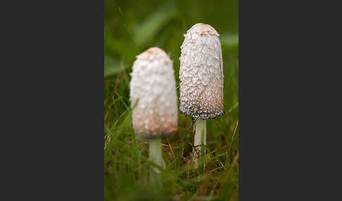 Schopftintling (Coprinus comatus)