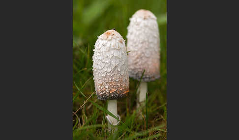 Schopftintling (Coprinus comatus)