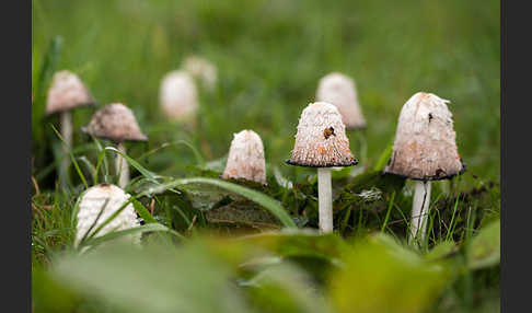 Schopftintling (Coprinus comatus)