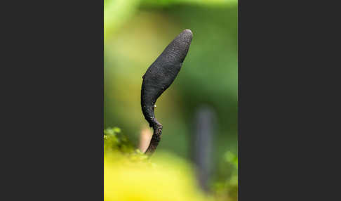 Langstielige Ahorn-Holzkeule (Xylaria longipes)