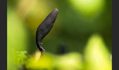 Langstielige Ahorn-Holzkeule (Xylaria longipes)