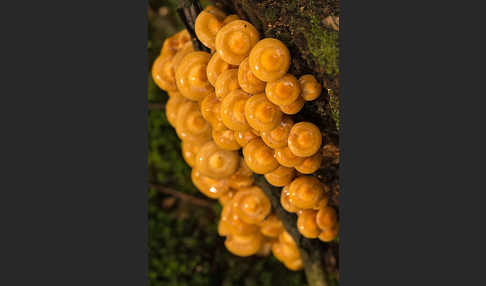 Stockschwämmchen (Kuehneromyces mutabilis)