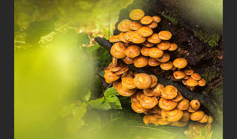 Stockschwämmchen (Kuehneromyces mutabilis)