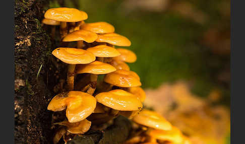 Stockschwämmchen (Kuehneromyces mutabilis)