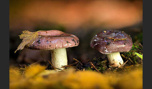 Wässriger Moor-Täubling (Russula aquosa)