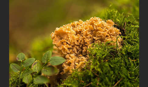 Krause Glucke (Sparassis crispa)