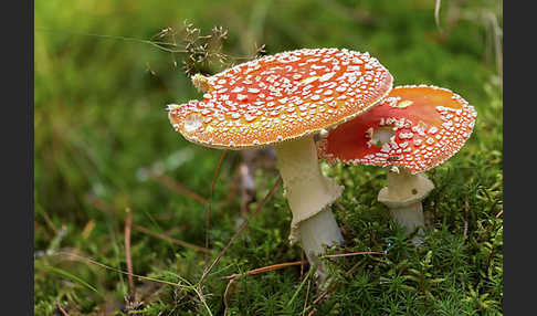 Fliegenpilz (Amanita muscaria)