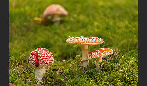 Fliegenpilz (Amanita muscaria)