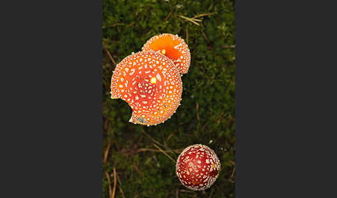 Fliegenpilz (Amanita muscaria)