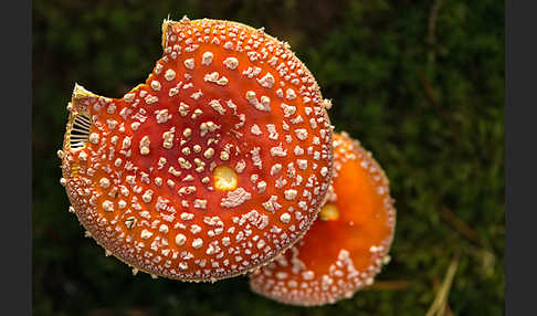 Fliegenpilz (Amanita muscaria)